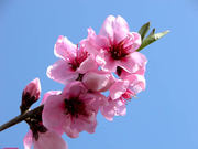 A54f87d954b752ccdfaa5bcf68333f26