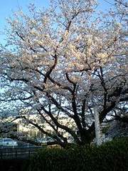877cf335f0d391cf1a4c1bb3f8932c12