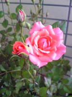 E771aa32e18cd436dda7125ac1129ee7