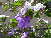 05e00483da8f6b65abc746674c424ed3
