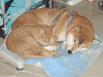 9914a9b784271817c48af290249bfd22