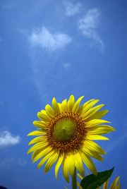 166f24aa4a4ce1d68b80ad975c161140