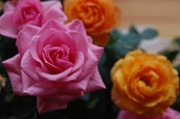 4aae887a1791a7c91c8f6ca41a99c2c2