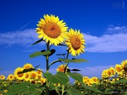 F57045fe8d57866b3217c254151e1392