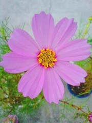 1c7ceb51eb5011b7f7375d6f79478ff3