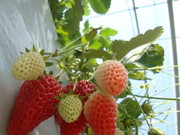 77f544f0ad1af2ecf24e80fc9f4a2e29
