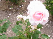 A96dfae08b4f874e0fda231e6e49a725