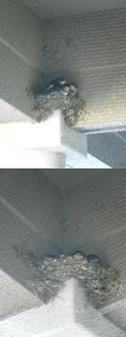 060f4f0d06a9847e28e9767f0c9a1bef
