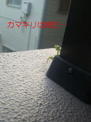 337340ef494c0779d9e44562e1ae87ca