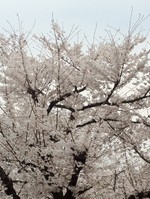 6855a0acb5575df9a6a2ca96617554ac
