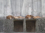 C1c51727ecf37f29536799c795da88d0