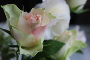 F40b16fbb602f37a21eb0270be1c088d