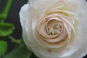 C90b57dfd80c2459125e07818b5a1e4b