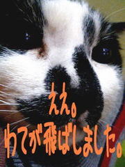 D3521568f84b0e216d571b3a1c2b1d68