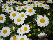 655fe09097f78c1c00f11866c991faf2