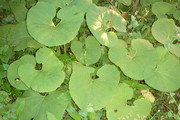 473eef07154b16c5c9cd6d41fb8ab3c1