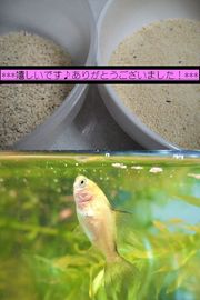 614f5a584a3ae7dc9b328ca74283a1f6