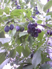 C2f157a39f4ef6da7e986784402c07fa