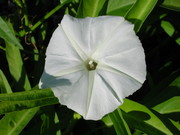 Ca05fb186a9cf49ad9c53fffe5b12f7b