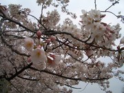 616bb7dfcc2ae84d50677e4e829a2430
