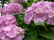7bb09ba0ca7ad606990b5a7ea9d28ec5