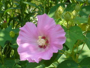 9b7b79dca91aaba22857aa7e435a434c