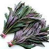 金時草（きんじそうと読みます。加賀野菜のひとつです。）