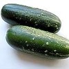 加賀太胡瓜（加賀野菜）