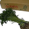 諸江の芹（加賀野菜）