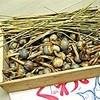 慈姑（加賀野菜）