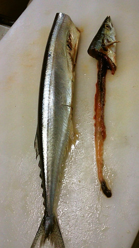 簡単！早い！きれい！秋刀魚の内臓のとり方
