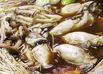 八丁味噌使いの 牡蠣の土手鍋