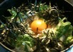 冷やし月見うどん