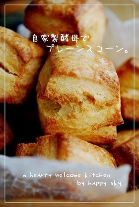 自家製酵母で　プレーンスコーン。