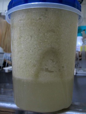 キャベツで作る酵素ジュース