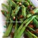 ご飯がすすむ✽中国・四川いんげん炒め