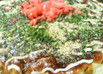 豆腐入り♪我が家のふわふわお好み焼き