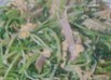 豆苗とエノキとハムの卵とじ