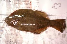 Mei-mei亭☆魚まるごといただきます！その3－ヒラメ－