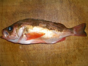 赤メバルの煮付け