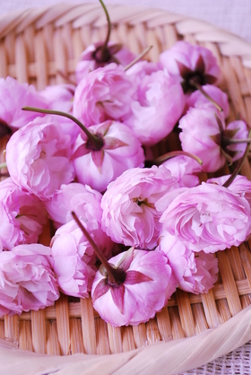 桜の花の塩漬け