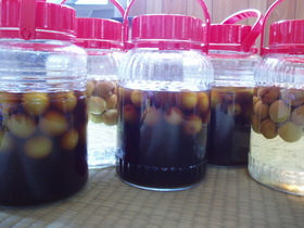梅酒いろいろ泡盛黒糖日本酒芋焼酎