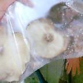 しいたけを冷凍保存！！