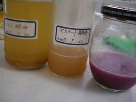 果物から育てる自家製酵母液~中種まで♪