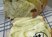 抹茶シートで和風パンどすえ～♪