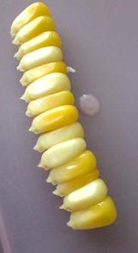 B型的！？とうもろこしの食べ方