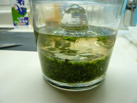 しその実　塩漬け
