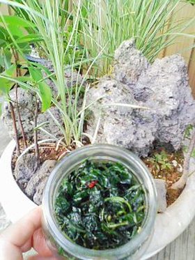 葉ゴショウの味噌炒め煮