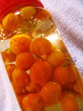 果実酒作り♡きんかん編♡