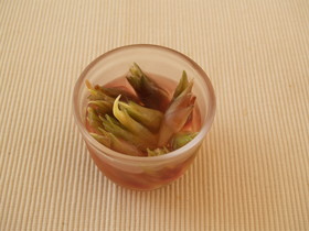 簡単☆みょうがの甘酢漬け